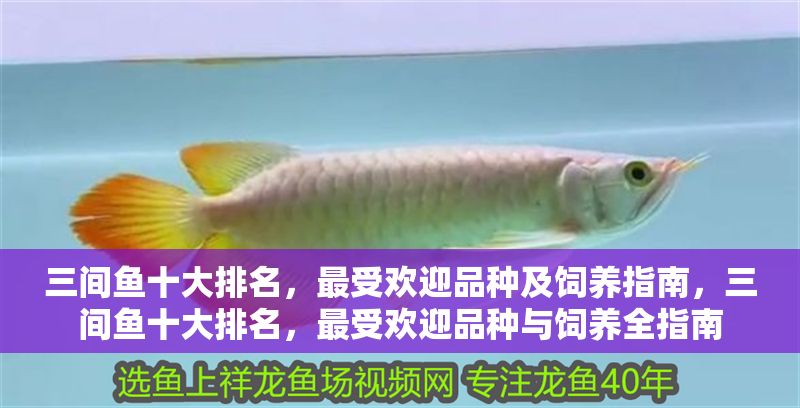 三間魚十大排名，最受歡迎品種及飼養指南，三間魚十大排名，最受歡迎品種與飼養全指南