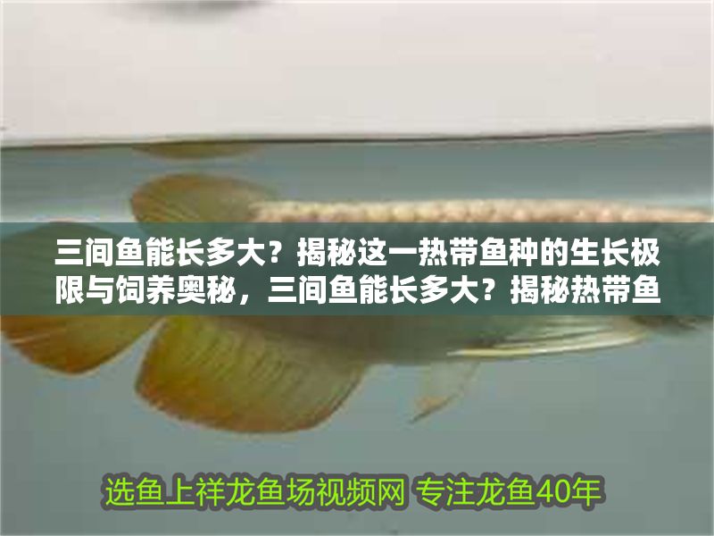 三間魚能長多大？揭秘這一熱帶魚種的生長極限與飼養奧秘，三間魚能長多大？揭秘熱帶魚生長極限與飼養秘訣