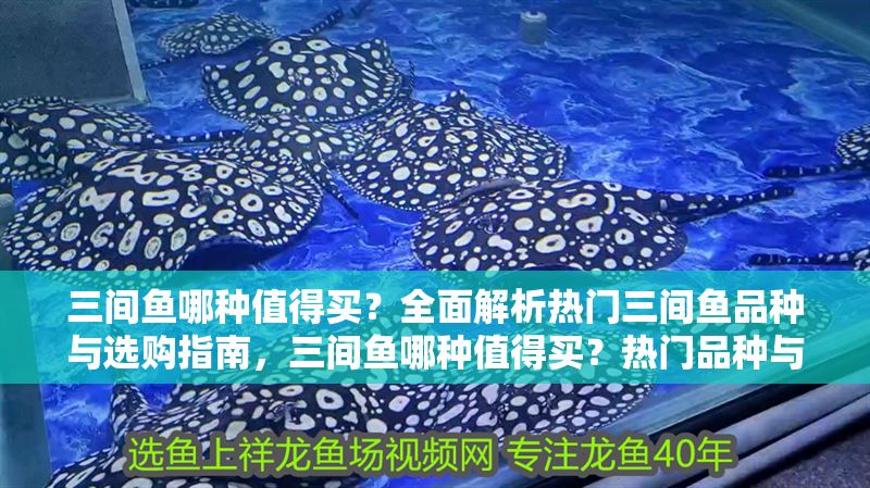三間魚哪種值得買？全面解析熱門三間魚品種與選購指南，三間魚哪種值得買？熱門品種與選購全攻略 三間魚哪種值得買？全面解析熱門三間魚品種與選購指南，三間魚哪種值得買？熱門品種與選購全攻略 龍魚百科 第1張
