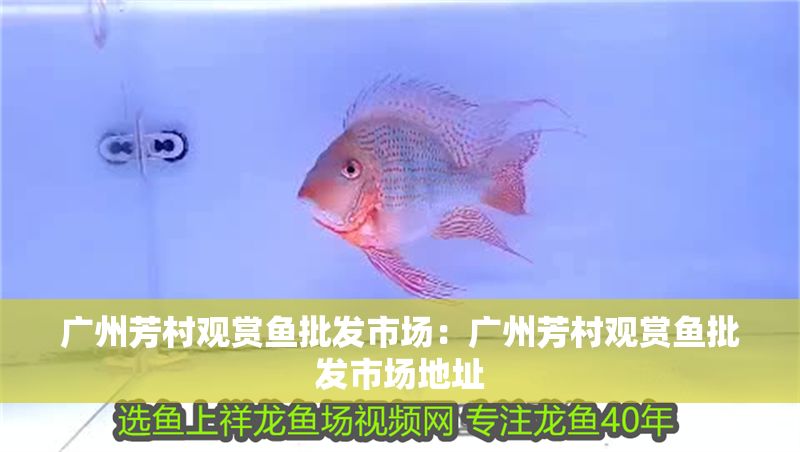 廣州芳村觀賞魚批發(fā)市場：廣州芳村觀賞魚批發(fā)市場地址 廣州芳村觀賞魚批發(fā)市場：廣州芳村觀賞魚批發(fā)市場地址 龍魚百科 第1張