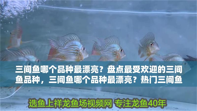 三間魚哪個(gè)品種最漂亮？盤點(diǎn)最受歡迎的三間魚品種，三間魚哪個(gè)品種最漂亮？熱門三間魚品種顏值大比拼
