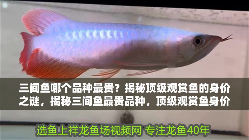 三間魚(yú)哪個(gè)品種最貴？揭秘頂級(jí)觀賞魚(yú)的身價(jià)之謎，揭秘三間魚(yú)最貴品種，頂級(jí)觀賞魚(yú)身價(jià)之謎