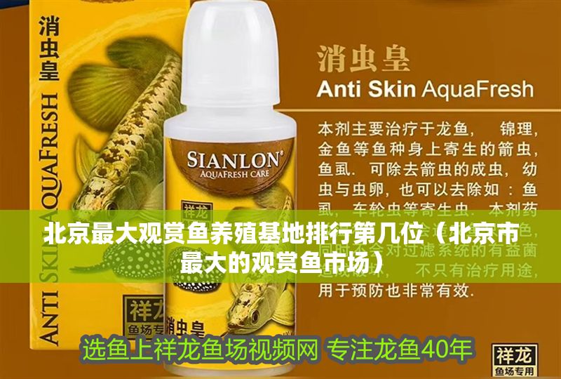 北京最大觀賞魚養(yǎng)殖基地排行第幾位（北京市最大的觀賞魚市場(chǎng)）