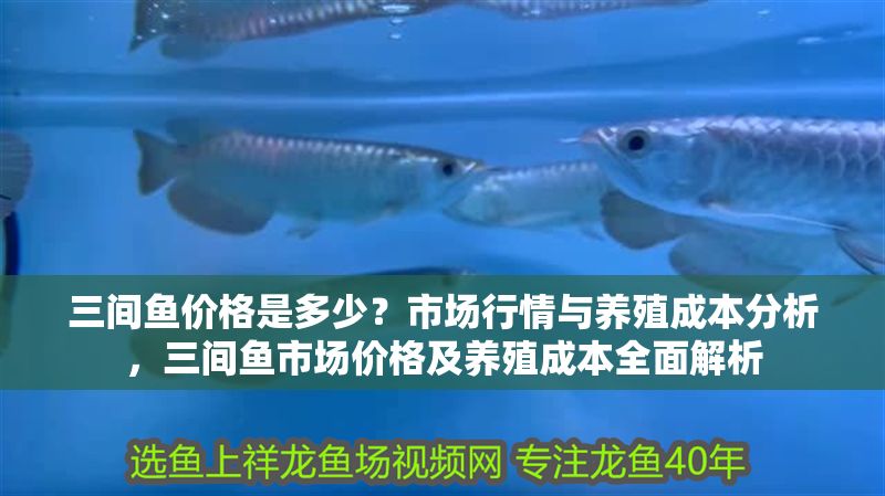 三間魚價格是多少？市場行情與養殖成本分析，三間魚市場價格及養殖成本全面解析