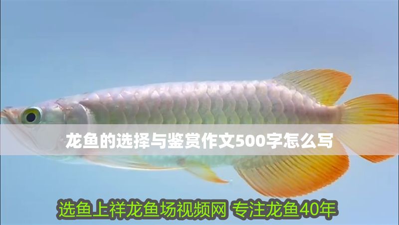 龍魚的選擇與鑒賞作文500字怎么寫