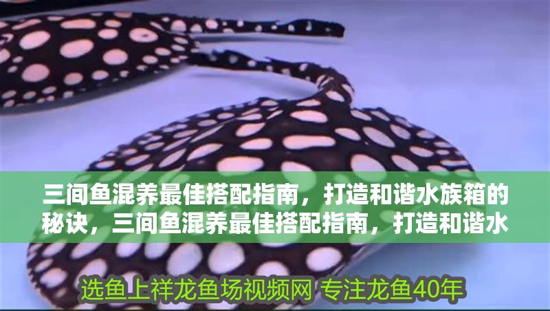 三間魚混養最佳搭配指南，打造和諧水族箱的秘訣，三間魚混養最佳搭配指南，打造和諧水族箱的秘訣