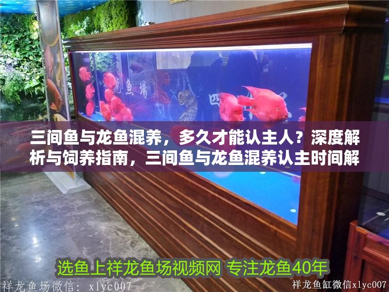 三間魚與龍魚混養(yǎng)，多久才能認主人？深度解析與飼養(yǎng)指南，三間魚與龍魚混養(yǎng)認主時間解析及飼養(yǎng)指南