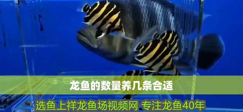 龍魚的數量養幾條合適 龍魚百科 第2張 龍魚的數量養幾條合適 龍魚的數量養幾條合適 龍魚百科 第2張