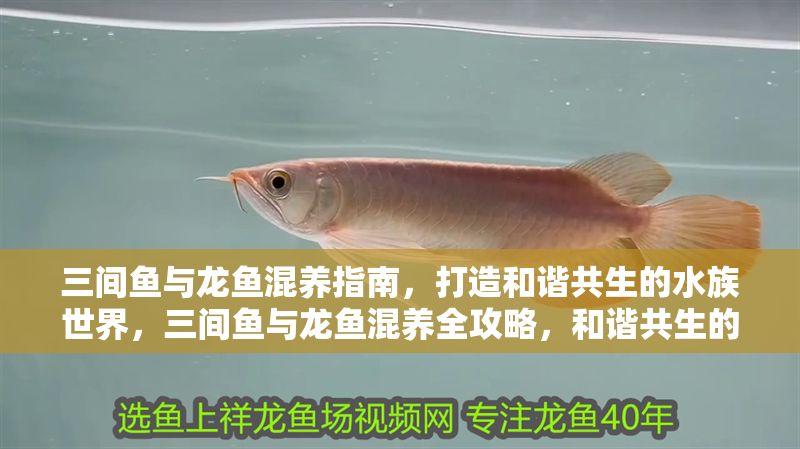 三間魚與龍魚混養(yǎng)指南，打造和諧共生的水族世界，三間魚與龍魚混養(yǎng)全攻略，和諧共生的水族箱秘訣