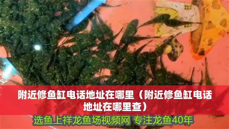 附近修魚缸電話地址在哪里（附近修魚缸電話地址在哪里查）