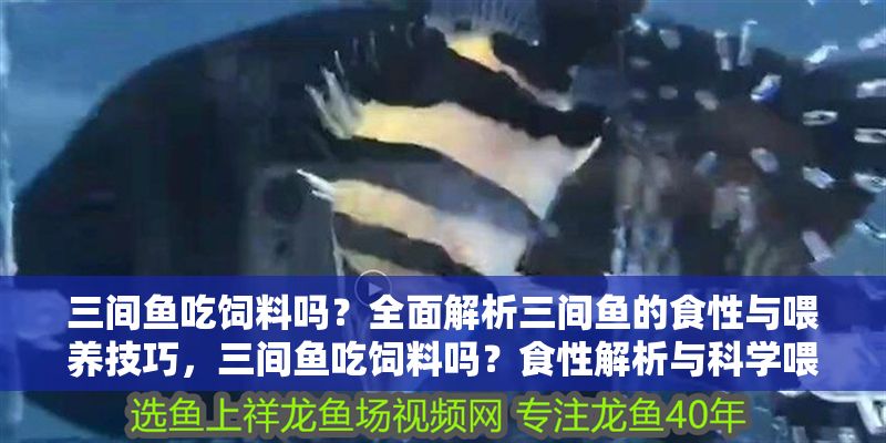 三間魚吃飼料嗎?全面解析三間魚的食性與喂養(yǎng)技巧,三間魚吃飼料嗎?食性解析與科學(xué)喂養(yǎng)指南 龍魚百科 第1張 三間魚吃飼料嗎?全面解析三間魚的食性與喂養(yǎng)技巧,三間魚吃飼料嗎?食性解析與科學(xué)喂養(yǎng)指南 三間魚吃飼料嗎?全面解析三間魚的食性與喂養(yǎng)技巧,三間魚吃飼料嗎?食性解析與科學(xué)喂養(yǎng)指南 龍魚百科 第1張