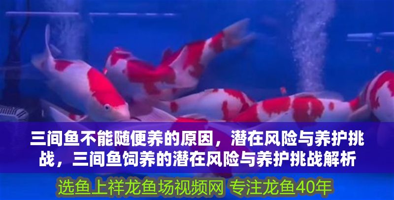 三間魚不能隨便養的原因，潛在風險與養護挑戰，三間魚飼養的潛在風險與養護挑戰解析