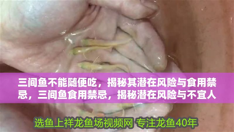三間魚不能隨便吃，揭秘其潛在風險與食用禁忌，三間魚食用禁忌，揭秘潛在風險與不宜人群