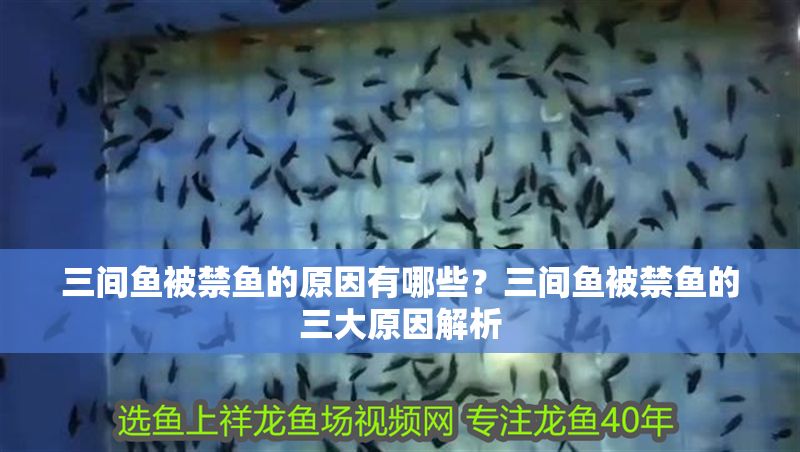 三間魚被禁魚的原因有哪些？三間魚被禁魚的三大原因解析 三間魚被禁魚的原因有哪些？三間魚被禁魚的三大原因解析 龍魚百科 第1張