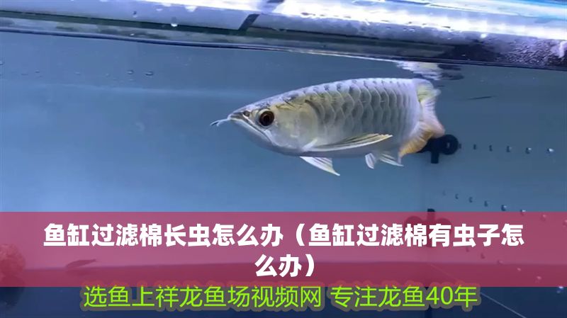 魚缸過濾棉長蟲怎么辦（魚缸過濾棉有蟲子怎么辦）