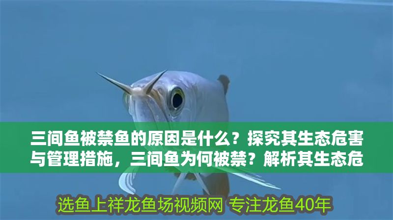 三間魚被禁魚的原因是什么？探究其生態危害與管理措施，三間魚為何被禁？解析其生態危害與管控策略