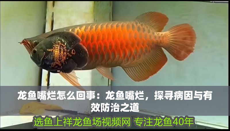 龍魚嘴爛怎么回事：龍魚嘴爛，探尋病因與有效防治之道
