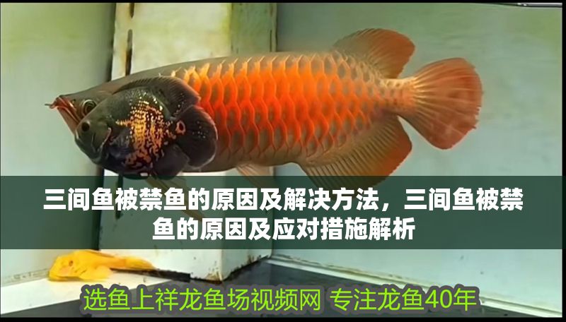 三間魚被禁魚的原因及解決方法，三間魚被禁魚的原因及應(yīng)對措施解析