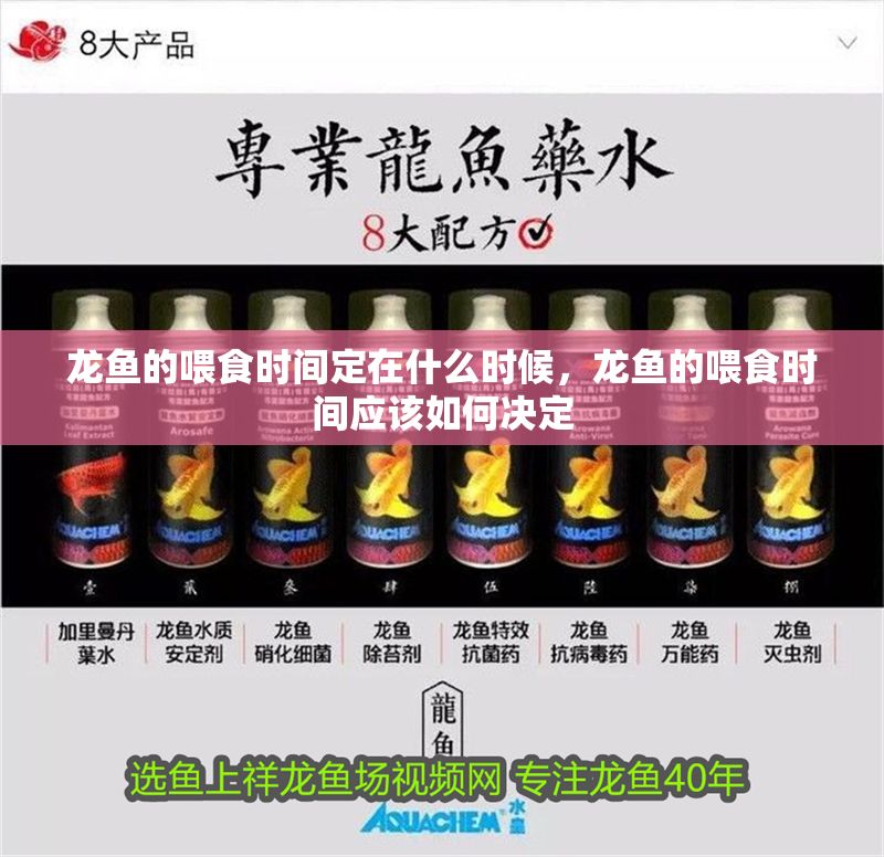龍魚的喂食時間定在什么時候，龍魚的喂食時間應該如何決定