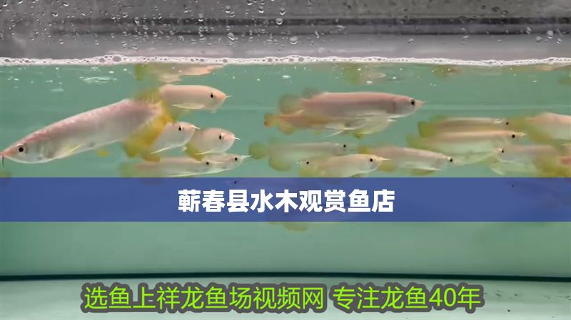 蘄春縣水木觀賞魚店