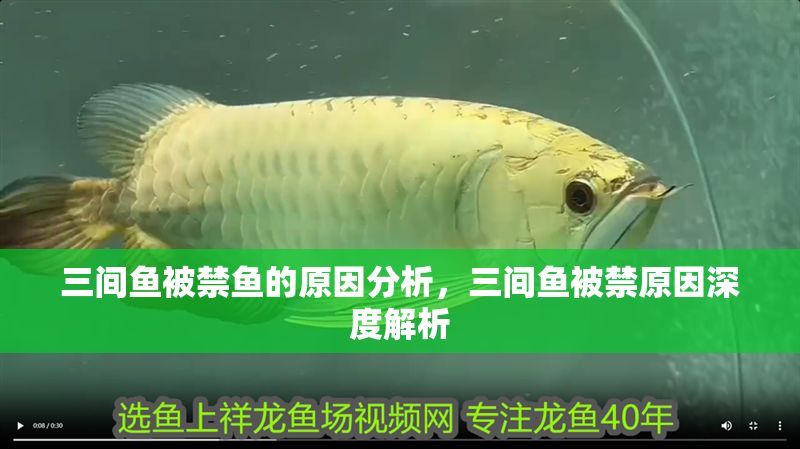 三間魚被禁魚的原因分析，三間魚被禁原因深度解析 三間魚被禁魚的原因分析，三間魚被禁原因深度解析 龍魚百科 第1張