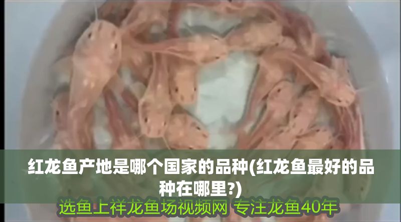 紅龍魚產(chǎn)地是哪個國家的品種(紅龍魚最好的品種在哪里?)