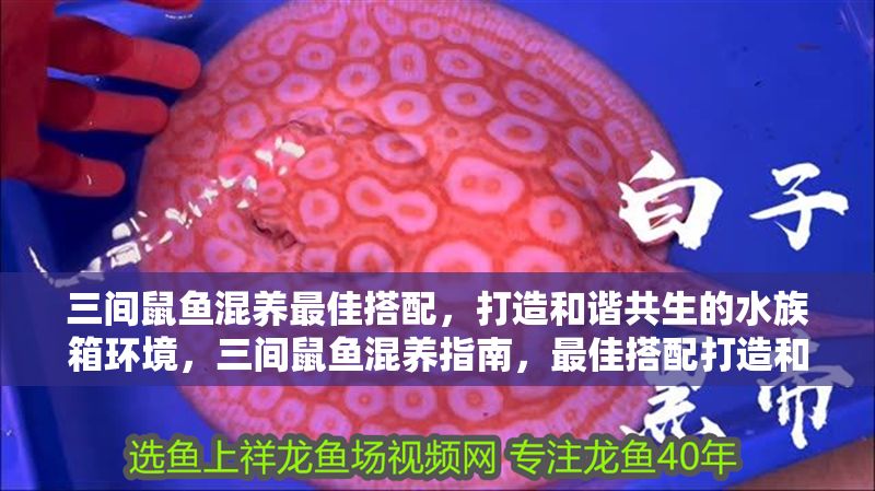 三間鼠魚混養(yǎng)最佳搭配，打造和諧共生的水族箱環(huán)境，三間鼠魚混養(yǎng)指南，最佳搭配打造和諧水族箱