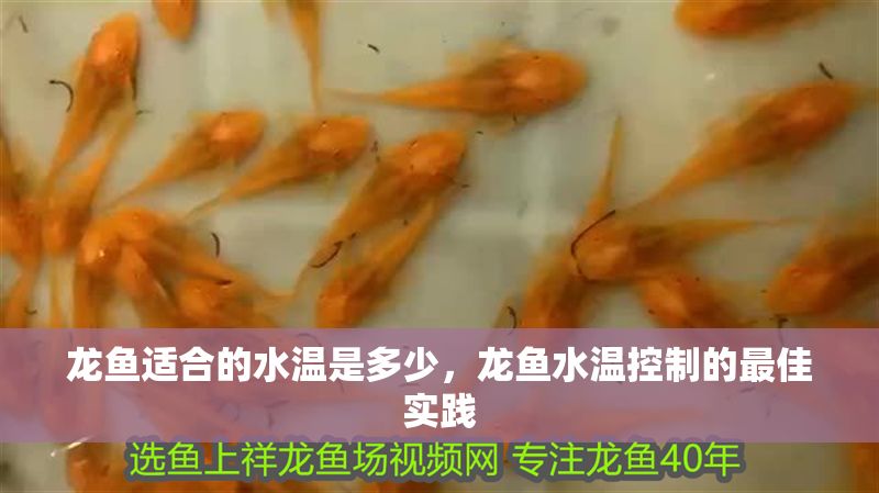 龍魚適合的水溫是多少，龍魚水溫控制的最佳實踐
