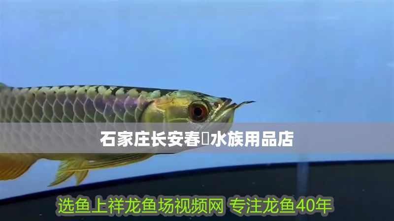 石家莊長安春玥水族用品店 石家莊長安春玥水族用品店 全國水族館企業名錄 第1張