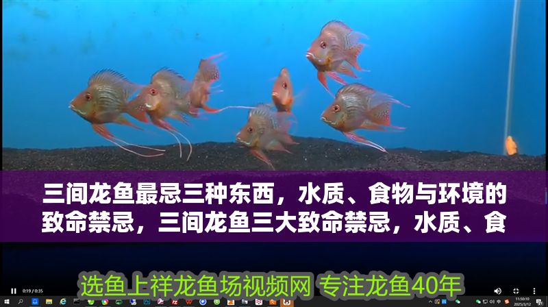 三間龍魚最忌三種東西，水質、食物與環境的致命禁忌，三間龍魚三大致命禁忌，水質、食物與環境