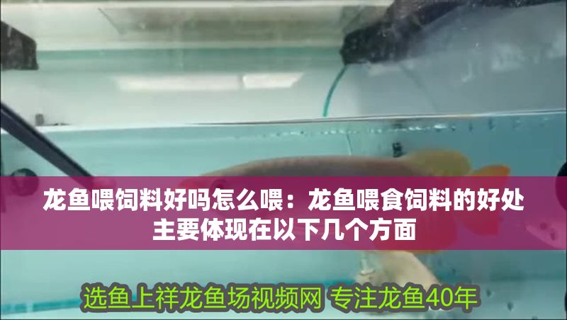 龍魚喂飼料好嗎怎么喂：龍魚喂食飼料的好處主要體現(xiàn)在以下幾個(gè)方面