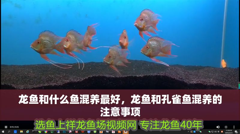 龍魚和什么魚混養(yǎng)最好，龍魚和孔雀魚混養(yǎng)的注意事項(xiàng)