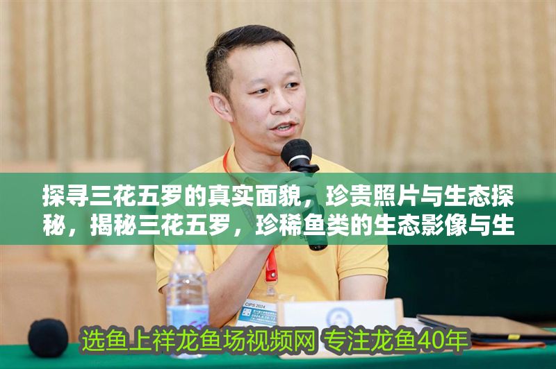 探尋三花五羅的真實面貌，珍貴照片與生態探秘，揭秘三花五羅，珍稀魚類的生態影像與生存現狀