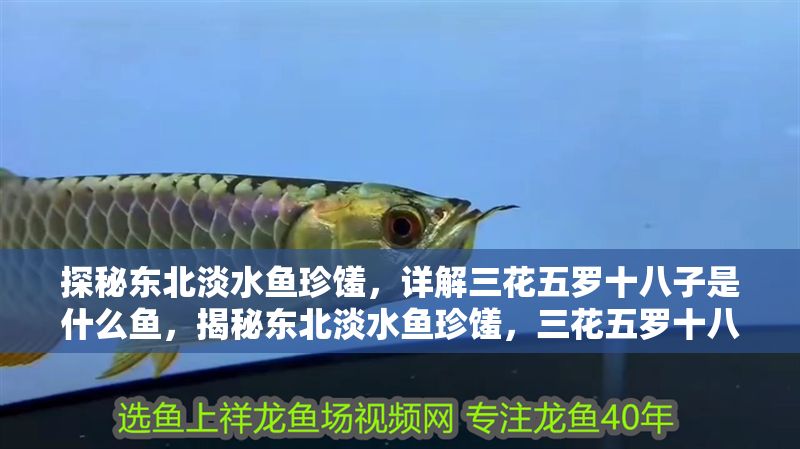 探秘東北淡水魚珍饈，詳解三花五羅十八子是什么魚，揭秘東北淡水魚珍饈，三花五羅十八子全解析 探秘東北淡水魚珍饈，詳解三花五羅十八子是什么魚，揭秘東北淡水魚珍饈，三花五羅十八子全解析 龍魚百科 第1張