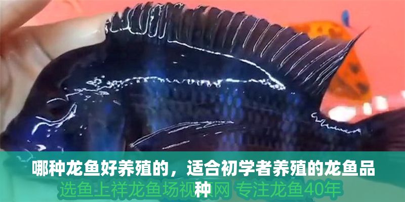 哪種龍魚好養殖的，適合初學者養殖的龍魚品種