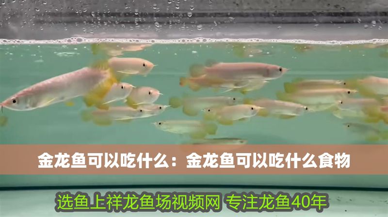 金龍魚可以吃什么：金龍魚可以吃什么食物
