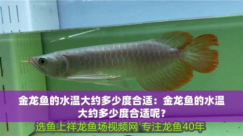 金龍魚的水溫大約多少度合適：金龍魚的水溫大約多少度合適呢？