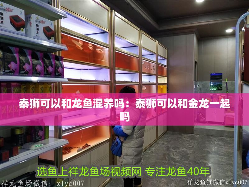 泰獅可以和龍魚混養嗎：泰獅可以和金龍一起嗎
