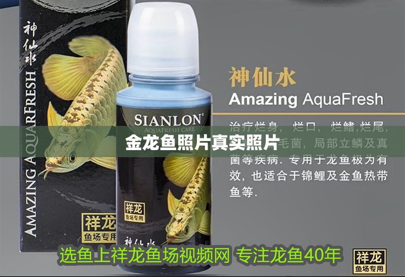 金龍魚照片真實照片