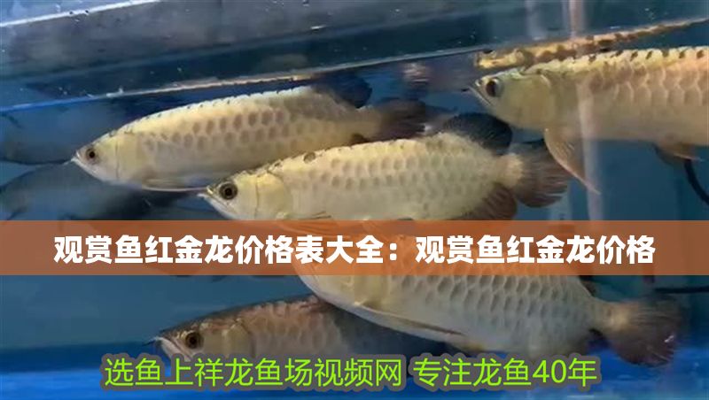 觀賞魚紅金龍價格表大全：觀賞魚紅金龍價格