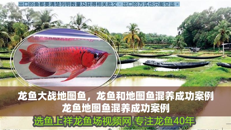 龍魚大戰地圖魚，龍魚和地圖魚混養成功案例龍魚地圖魚混養成功案例 龍魚大戰地圖魚，龍魚和地圖魚混養成功案例龍魚地圖魚混養成功案例 龍魚百科 第2張