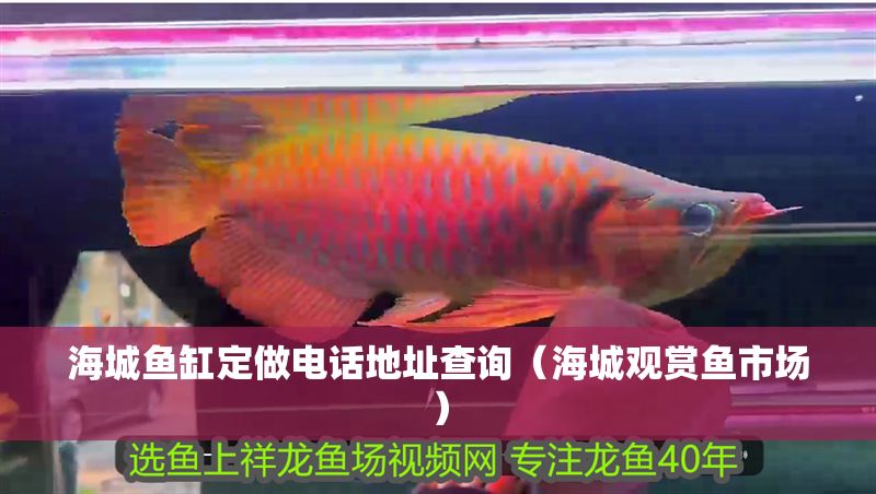 海城魚缸定做電話地址查詢（海城觀賞魚市場）