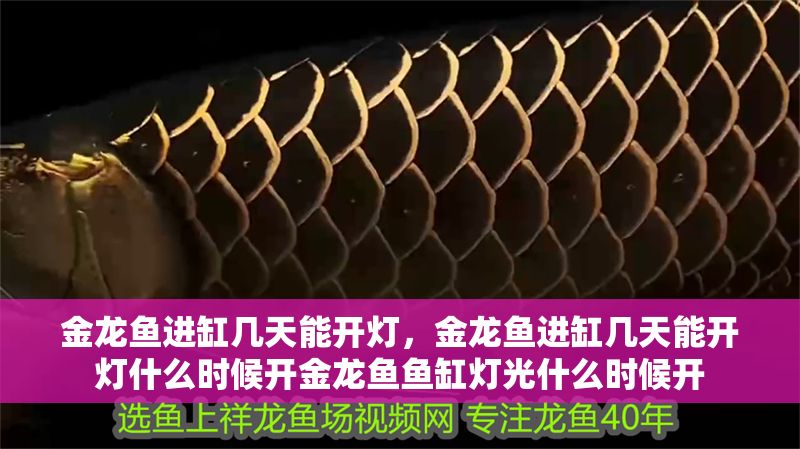 金龍魚進缸幾天能開燈，金龍魚進缸幾天能開燈什么時候開金龍魚魚缸燈光什么時候開 金龍魚進缸幾天能開燈，金龍魚進缸幾天能開燈什么時候開金龍魚魚缸燈光什么時候開 龍魚百科 第2張