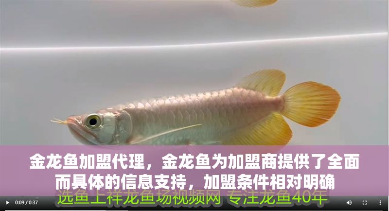 金龍魚加盟代理，金龍魚為加盟商提供了全面而具體的信息支持，加盟條件相對明確