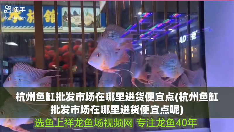 杭州魚缸批發市場在哪里進貨便宜點(杭州魚缸批發市場在哪里進貨便宜點呢)