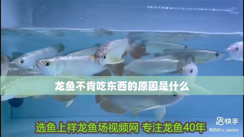 龍魚不肯吃東西的原因是什么 龍魚不肯吃東西的原因是什么 龍魚百科 第2張