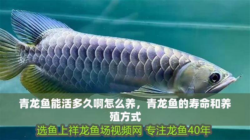 青龍魚能活多久啊怎么養，青龍魚的壽命和養殖方式 青龍魚能活多久啊怎么養，青龍魚的壽命和養殖方式 龍魚百科 第2張