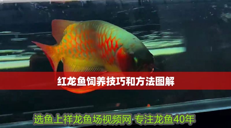 紅龍魚飼養技巧和方法圖解