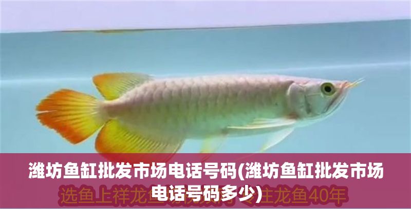 濰坊魚缸批發(fā)市場電話號碼(濰坊魚缸批發(fā)市場電話號碼多少) 濰坊魚缸批發(fā)市場電話號碼(濰坊魚缸批發(fā)市場電話號碼多少) 龍魚百科 第1張