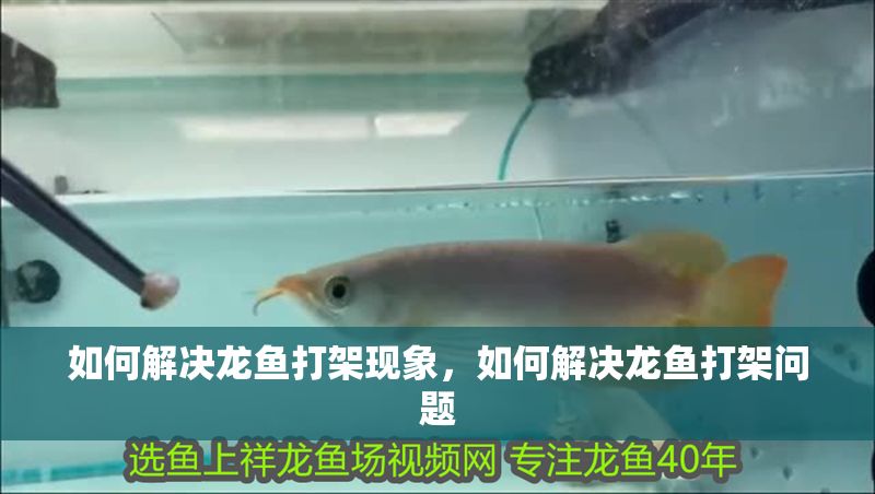 如何解決龍魚打架現象，如何解決龍魚打架問題